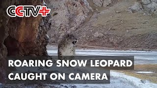 Roaring Snow Leopard Caught on Camera in Northwest China