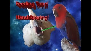 Hand Rearing Baby Cockatoo