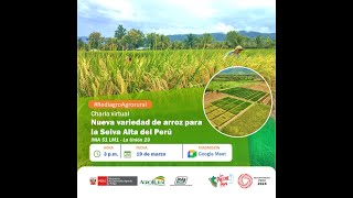 Nueva variedad de arroz para la Selva Alta del PerúINIA 51 LM1 - La Unión 23 - 19.03.2024