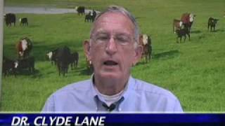 Selecting and Developing Replacement Heifers