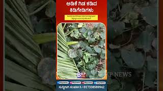 ಅಡಿಕೆ ಗಿಡ ಕಡಿದ ಕಿಡಿಗೇಡಿಗಳು | Nut tree destroyed From? #holakere ಚಿತ್ರದುರ್ಗ ಜಿಲ್ಲೆ #ಹೊಳಲ್ಕೆರೆ