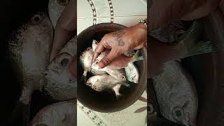 இரண்டு நாளைக்கு அப்புறம் மீன் வாங்கியாச்சு#fish#food#shorts#shortsvideo