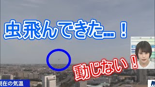 【戸北美月】初の「虫が飛んでくるシチュエーション」に遭遇ｗ落ち着いてコメントしてます（2022.3.7）