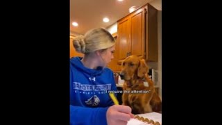 Cutest Dog Interrupts His Mom Studying For Attention