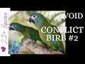 Avoid Parrots Disliking Each Other When You Add to Your Flock | #parrot_bliss #macaw #bird