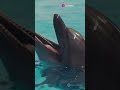 can dolphins hear mariah carey s high funny viralvideo