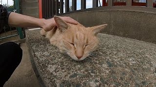 《猫動画》神社猫のジンジャーキャット(茶トラ猫)さんが可愛い《The ginger cat lives in a shinto shrine》