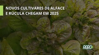 20 Anos de Pesquisa: Alface e Rúcula da Epagri chegam em 2025.