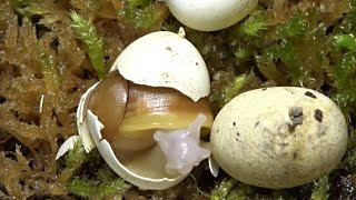 The first snail baby hatches / Archachatina rhodostoma benin / Das erste Achatschneckenbaby schlüpft