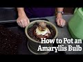 How to Pot an Amaryllis Bulb - Gardener's Supply Co