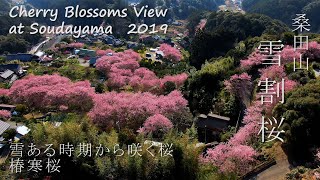 【4K】桑田山 雪割桜 Cherry Blossoms View at Soudayama　2019　~Kochi Japan~