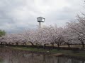 古代蓮の里【行田市】見頃を迎えたエドヒガンザクラとソメイヨシノ桜