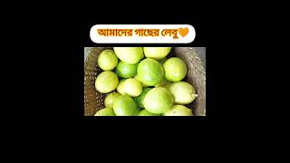 আমাদের গাছের লেবু 👍#shorts #shortsyoutube #nature #লেবু #tree #original #shortvideo #viralreels