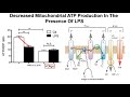 microbial products affect the hallmarks of aging mitochondrial function part i