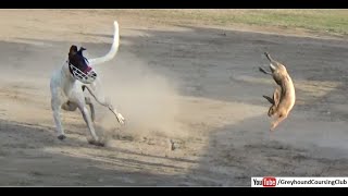 Flying jump of hare to escape from dogs during coursing race