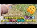 『Naglinis ng Tataniman ng Saging at Napier Grass!』〘Part 2〙