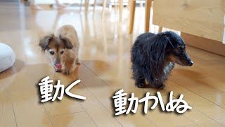 【17歳と14歳老犬カニンヘンダックスVlog】17歳が元気で14歳が元気ない現実。病気だもんね仕方ないよ、頑張ろうねシド。