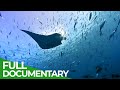 The Gulf Stream - Earth's Lifeline | Part 2: Azores to the Arctic Circle | Free Documentary Nature