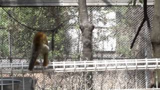 Cute Kid Squirrel monkey.かわいいリスザルの子供。