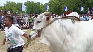 నంద్యాల జిల్లా సిరివెళ్ల మండలం గుంపరమందిన్నె గ్రామం కుందూరు రాంభూపాల్ రెడ్డి గారి సీనియర్ జత కోర్టు