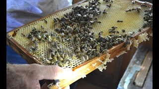 SPD Hennef vor Ort: Besuch im Bienenhaus