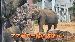 アジアゾウ🐘🐘 鼻を絡ませて盛んにお母さんを池に誘うアルン君、でもママは…？　上野動物園