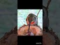 Bird feeding its hatchling ... #shorts #short #shortvideo #subscribe #shortsvideo #shortsfeed