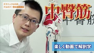 「中臀筋」ナルホド！基礎講座《楽しく動画で解剖学》