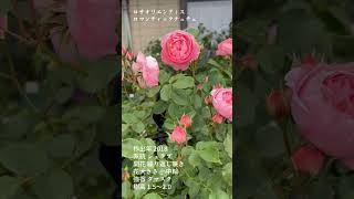 ロサオリエンティス【ロマンティックチュチュ】#たー薔薇 #ロサオリエンティス #Short #short