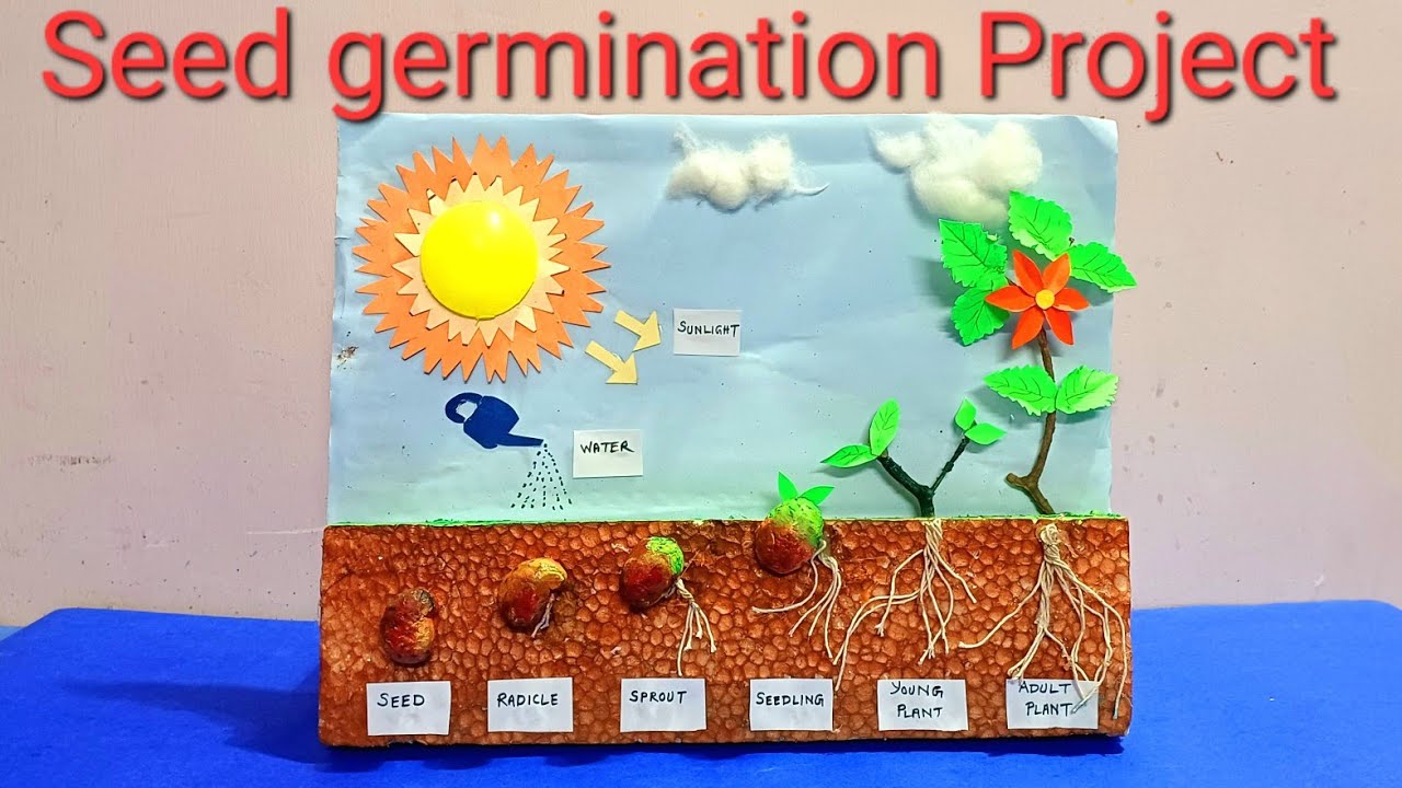 Bean Seed Germination Worksheets Biology Of Plants Seeds And