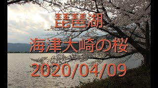 琵琶湖　海津大崎の桜　20200409