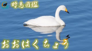 【野鳥図鑑 /オオハクチョウ】リモートバードウォッチング　北海道千歳市で撮影しました。