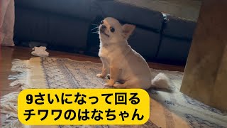 9歳になって回るチワワのはなちゃん