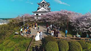 The Wedding Drone Japan 桜「城山公園」空撮ドローン　絶景　ドローン男子