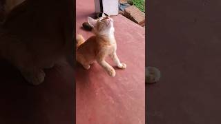 උදේම.. නිදිමතයි හලෝ.. සෙල්ලං බෑ(playing angel ) #kitten#playing#