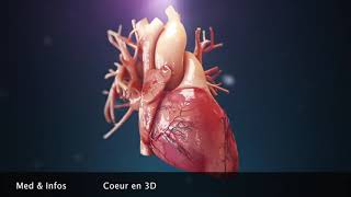 Anatomie du coeur (Animation 3D)