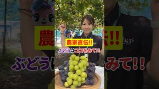 【保存版❗】農家が教えるぶどう🍇の選び方 #フルーツ #ぶどう #農家 #群馬 #グルメ