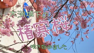 ‘21.2.22【大洲花情報】椿寒桜