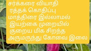 கோவை இலையின் மருத்துவ குணங்கள் today evening.....