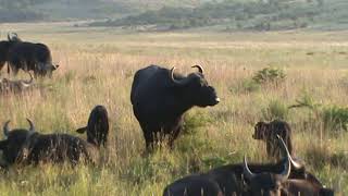 M2U00087 morning drive - Water Buffalo