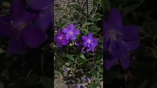 Gardening#flowering plant#home garden#melastoma plant#purple flower