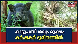 Kozhikode മുക്കം, കുറ്റിപ്പാല പ്രദേശങ്ങളിൽ Wild Boar ശല്യം രൂക്ഷം; കൃഷി ചെയ്യാനാകാതെ കർഷകർ