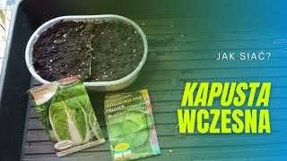 Jak siać kapustę na rozsadę? Siew kapusty wczesnej z nasion. Rozsada kapusty Porady ogrodnicze