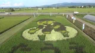 田んぼアート2014 雨竜町