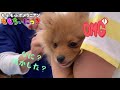 過去動画 ポメラニアンももちぃにっき これで最後！狂犬病の注射！ 2019 05 25