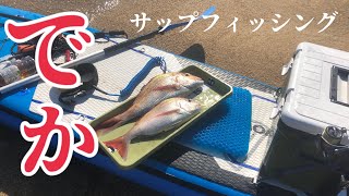 ［サップフィッシング］鯛ラバででかい鯛釣れたので