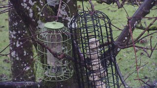 Bird feeder live 20/2/25