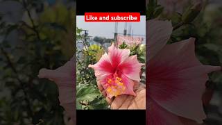 మా ఫ్రెండ్ వాళ్ళ మినీ గార్డెన్ !#plants #shortvideo #Miniguardian #ytshorts