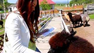 VIVAアルパカ牧場でアルパカたちにエサやり体験！ @北海道剣淵町 Alpaca Farm in Kenbuchi Hokkaido