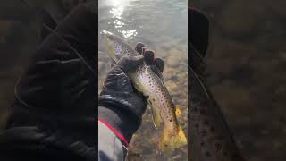 Releasing beautiful trout on the Hiwassee